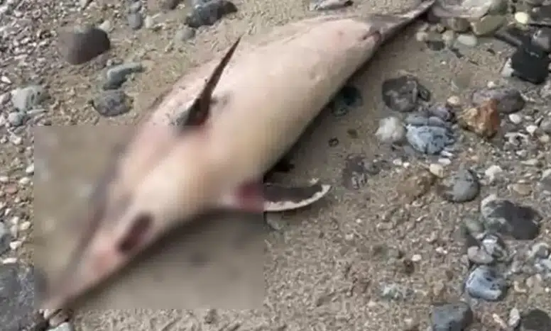 Trabzon'da Yunus Ölümleri Tehlike Sinyali Veriyor: Ekosistem Krizi!