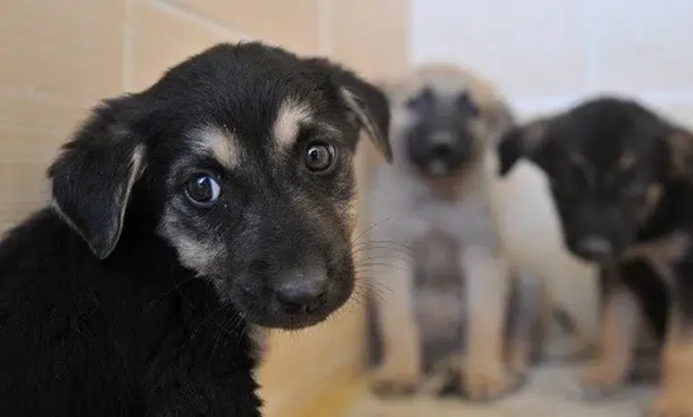 Trabzon'da Sahipsiz Hayvanlar için Koruma Birliği Kuruluyor