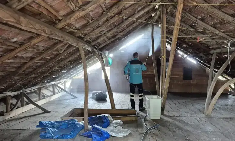 Trabzon'da Kahverengi Kokarcaların Yükselen Tehdidi!