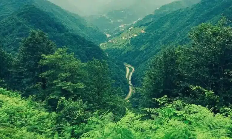 Trabzon'da Orman Sınırlarında Radikal Düzenlemeler Yapıldı