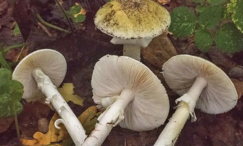 Bahar Yağmurları Mantar Artışını Teşvik Ediyor, Zehirlenmelere Dikkat!