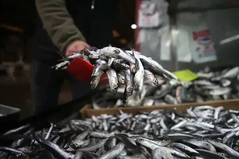 Türkiye'nin Hamsi İhracatı 2025'te Yüzde 7 Artışla Rekor Kırdı