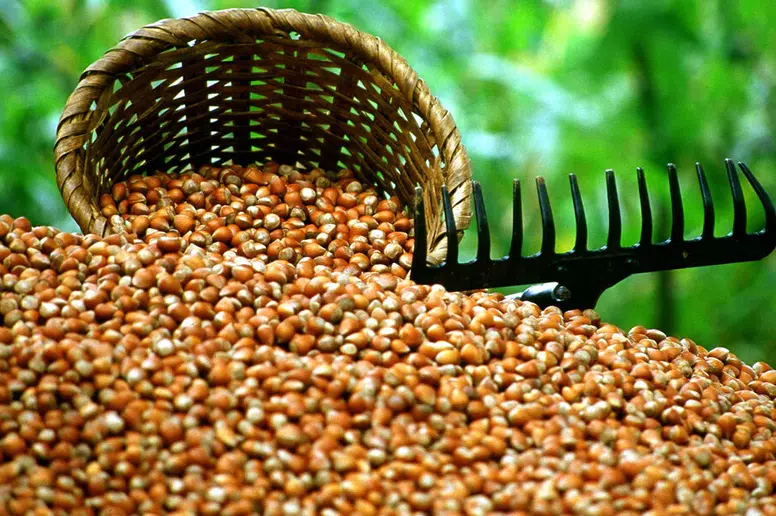 Trabzon Fındık İhracatında 4 Bin Tonla 60 Milyon Doları Aştı