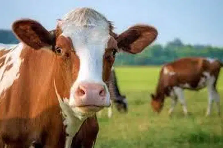 Trabzon'da hayvancılık destekleri için başvuru süreci 15 Haziran