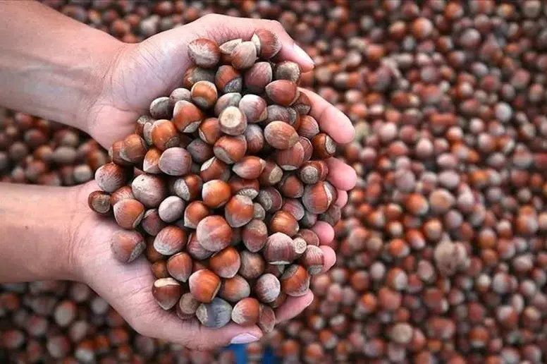 Fındık İhracatında Düşüş: Türkiye'nin Ekonomik Kaybı Büyüyor!