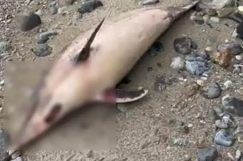 Trabzon'da Yunus Ölümleri Tehlike Sinyali Veriyor: Ekosistem Krizi!