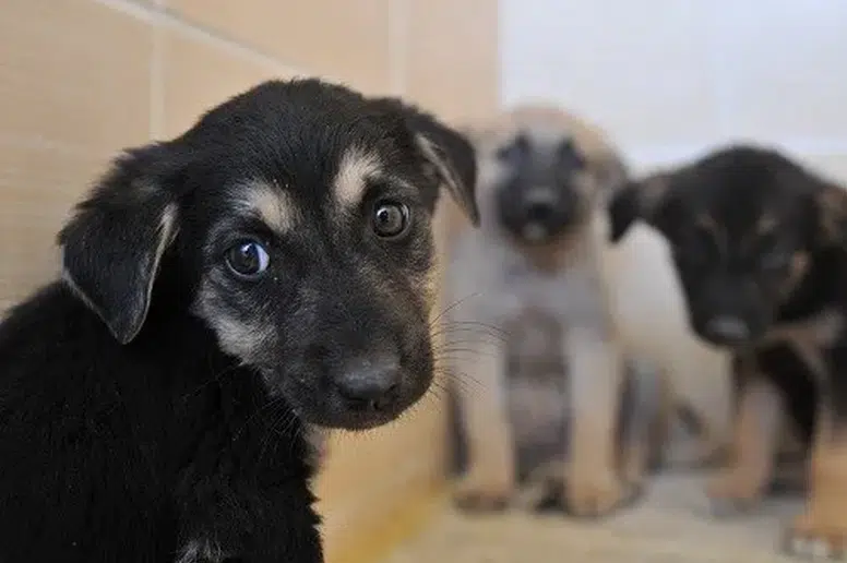 Trabzon'da Sahipsiz Hayvanlar için Koruma Birliği Kuruluyor