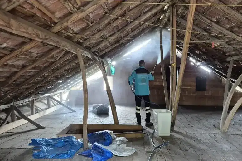 Trabzon'da Kahverengi Kokarcaların Yükselen Tehdidi!