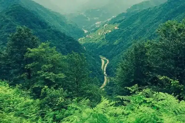 Trabzon'da Orman Sınırlarında Radikal Düzenlemeler Yapıldı