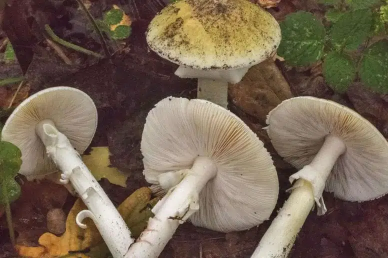 Bahar Yağmurları Mantar Artışını Teşvik Ediyor, Zehirlenmelere Dikkat!